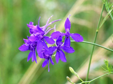 Consolida regalis blooms in the field among crops clipart