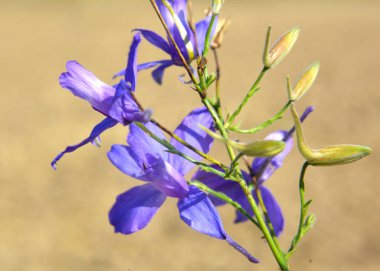 Consolida regalis blooms in the field among crops clipart