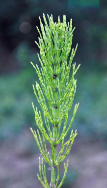 At kuyruğu tarlası (Equisetum arvense) vahşi doğada yetişir..