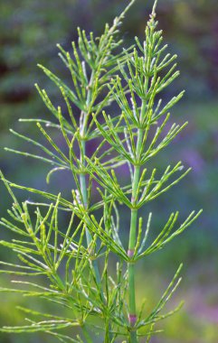At kuyruğu tarlası (Equisetum arvense) vahşi doğada yetişir..