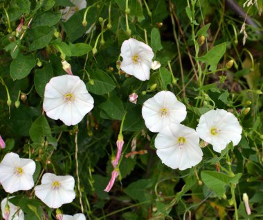 Konvolvulus arvensis tarlada büyür ve çiçek açar.