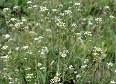 Doğada, tarla Capsella bursa-pastoris yetiştirir.