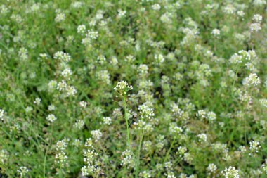 In nature, the field grow Capsella bursa-pastoris clipart