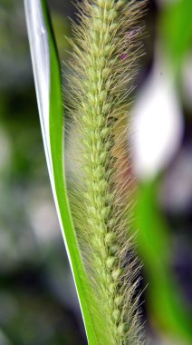 Setaria grows in the field in nature. clipart