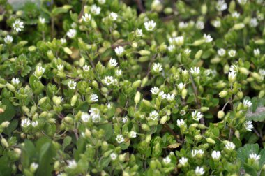 İlkbaharda Stellaria medyası doğada büyüyor.
