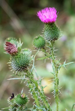 Bir yabani ot olan devedikeni (Cirsium vulgare) doğada yetişir.