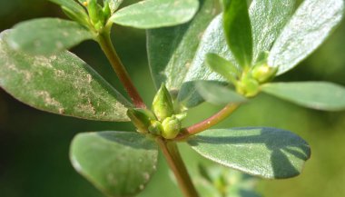 Doğada, toprakta, bir yabani ot gibi purslane yetişir (Portulaca oleracea)
