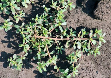 Doğada, toprakta, bir yabani ot gibi purslane yetişir (Portulaca oleracea)