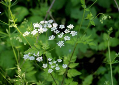 Zehirli bitki chaerophyllum temulum vahşi doğada yetişir