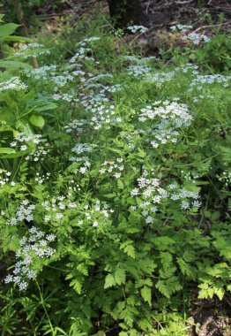 The poisonous plant chaerophyllum temulum grows in the wild clipart