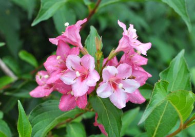 Bahçede beyaz ve pembe çiçekli Weigela çiçek açar..