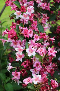 Weigela with white and pink flowers blooms in the garden. clipart