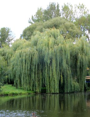 Ağlayan söğüt ağacı (Salix Bablonica) manzara tasarımında kullanılır.
