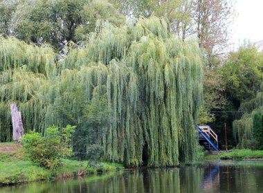 Ağlayan söğüt ağacı (Salix Bablonica) manzara tasarımında kullanılır.