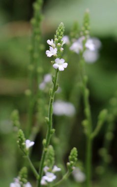 İlaç bitkisi Verbena officinalis vahşi doğada yetişir.