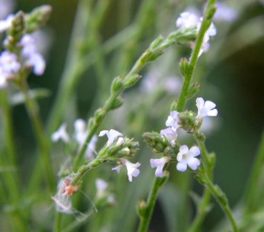 İlaç bitkisi Verbena officinalis vahşi doğada yetişir.