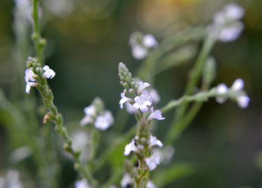 İlaç bitkisi Verbena officinalis vahşi doğada yetişir.