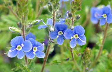 Baharda, Veronica Chamaedrys vahşi doğada çiçek açar.
