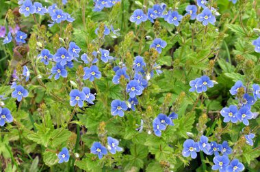 Baharda, Veronica Chamaedrys vahşi doğada çiçek açar.