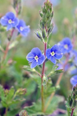Baharda, Veronica Chamaedrys vahşi doğada çiçek açar.