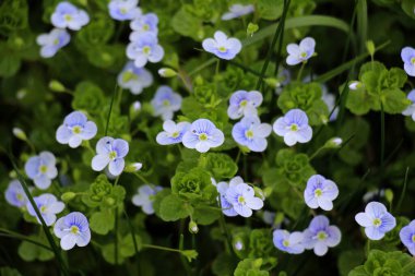 In spring, Veronica filiformis blooms in the wild clipart