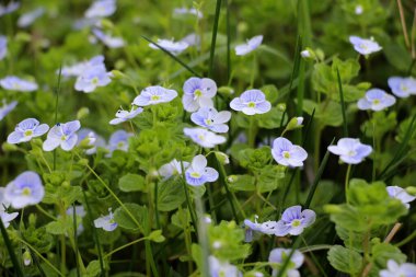 Baharda, Veronica filizlenir vahşi doğada