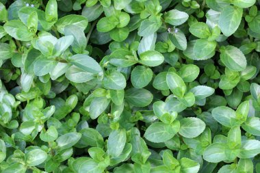 Plantain ailesinden Veronica Beccabunga vahşi doğada yetişiyor.