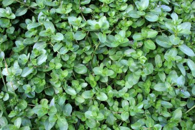 Plantain ailesinden Veronica Beccabunga vahşi doğada yetişiyor.