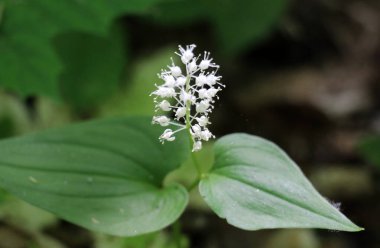 Maianthemum bifolium ilkbaharda ormanda açar.