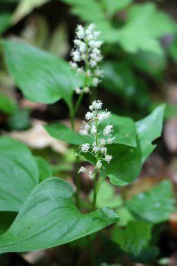 Maianthemum bifolium ilkbaharda ormanda açar.