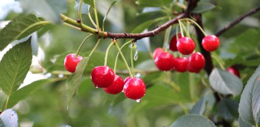Ağaç dalındaki meyve bahçesinde olgunlaşmış kiraz meyvesi