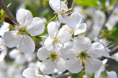 Baharda, kiraz beyazlar içinde çiçek açar.