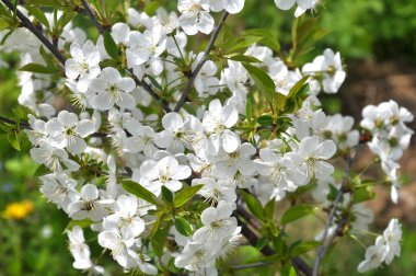 Baharda, kiraz beyazlar içinde çiçek açar.