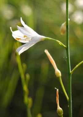 Anthericum ramosum blooms in the wild in summer clipart