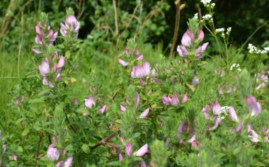 Ononis spinosa vahşi otların arasında yetişir.