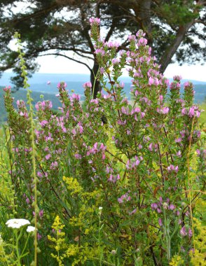 Ononis spinosa vahşi otların arasında yetişir.