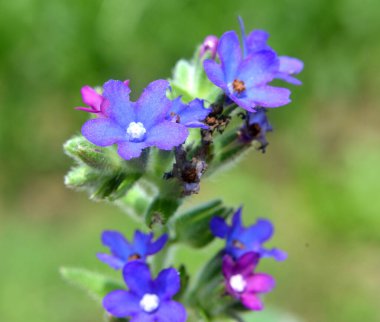 Anchusa officinalis çayırda vahşi doğada çiçek açar.