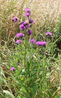 (Centaurea scabiosa) yaz mevsiminde yabani otlar arasında çiçek açar.