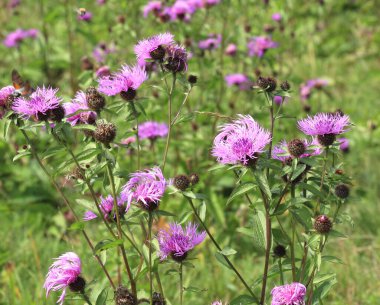 Frigia (Centaurea phrygia) yabani doğada yetişir.