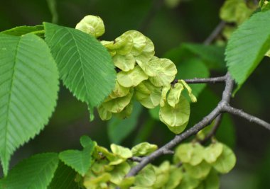 Bahar karaağacı (Ulmus) yapraklı ve çiçekli dal