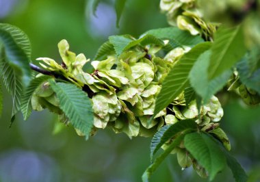 Bahar karaağacı (Ulmus) yapraklı ve çiçekli dal