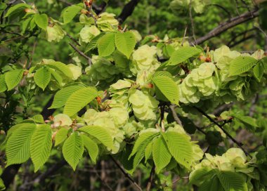 Bahar karaağacı (Ulmus glabra) yapraklı ve çiçekli dal
