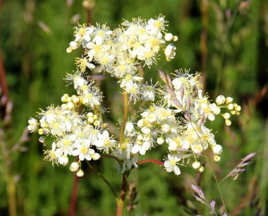 In the wild, Filipendula blooms in the meadow among the grasses clipart