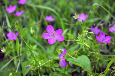 Geranium growing among grasses in the wild clipart