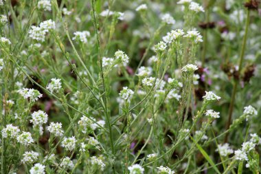 Berteroa incana yabani doğada yetişen bir ot gibi