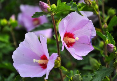 Yazın, doğada amber çiçeği açar.