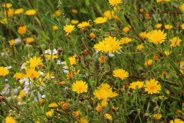 Yazın, Picris hiyeracioides tarladaki bir ot gibi büyür.