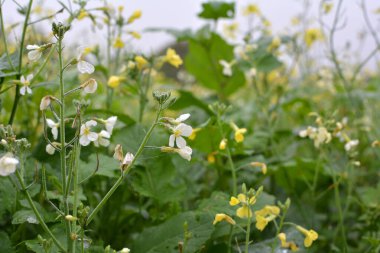 Mustard (Sinapis) is a valuable agricultural crop growing on a farm fiel