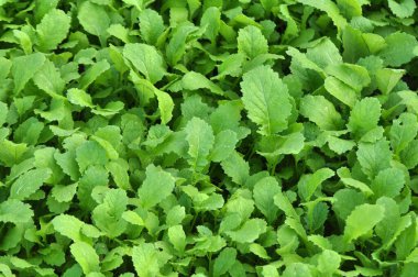 Mustard (Sinapis) is a valuable agricultural crop growing on a farm fiel