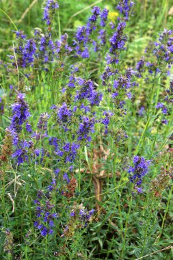 Yazın, hissopus officinalis vahşi doğada yetişir.